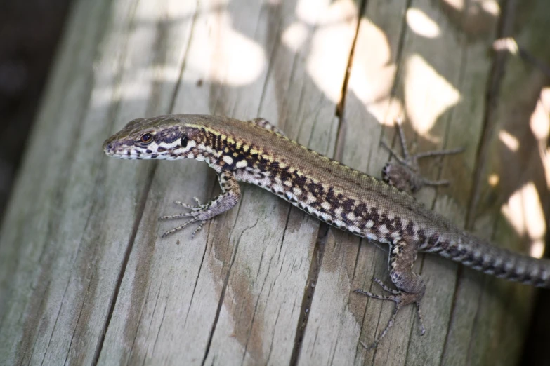 a lizard on a piece of wood with the shadow cast over it