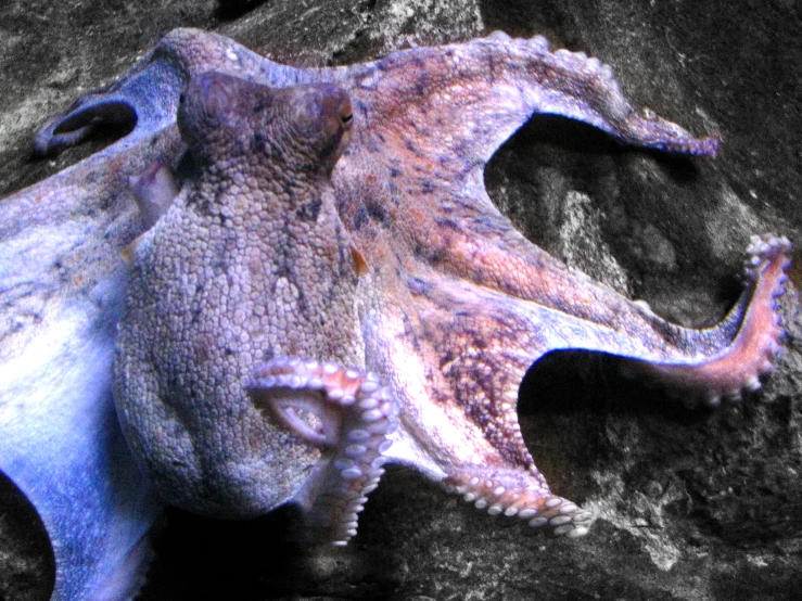 an octo is on a rocky surface with its mouth open