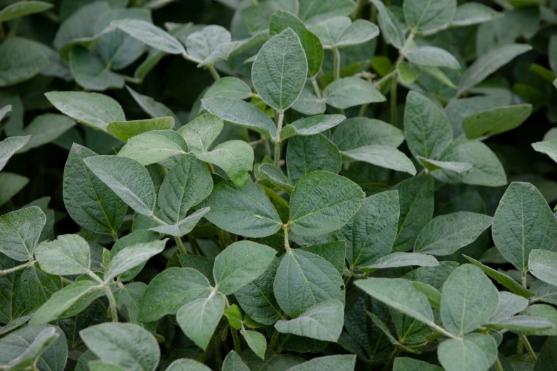 leaves of a small shrub with white spots