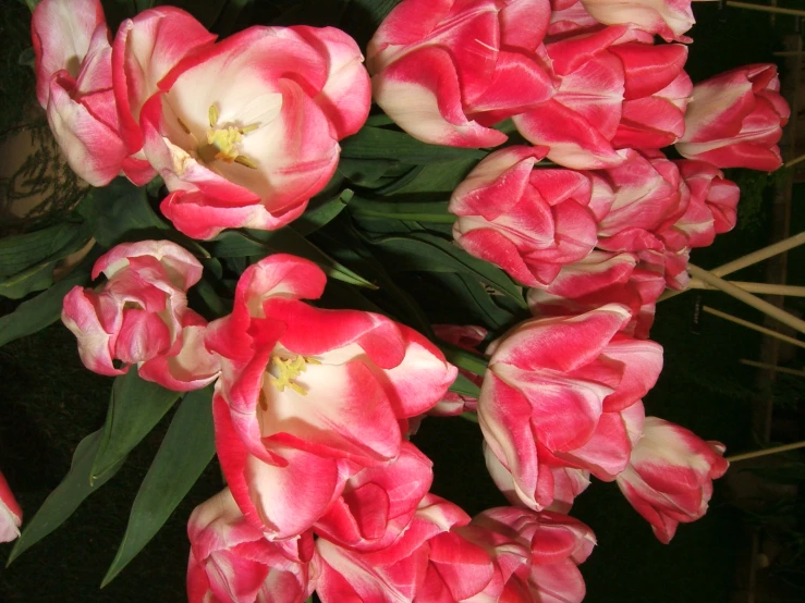 a large group of pink and white flowers
