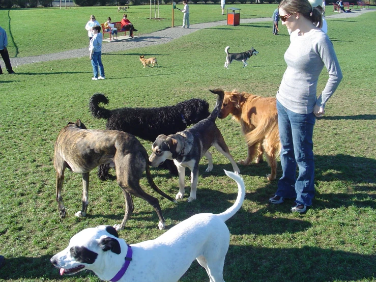 a woman looking at several dogs in the grass