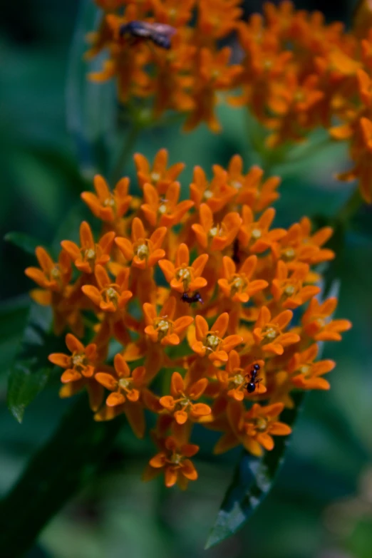 a bunch of orange flowers sitting in a field