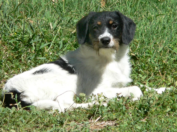 a dog that is laying on some grass