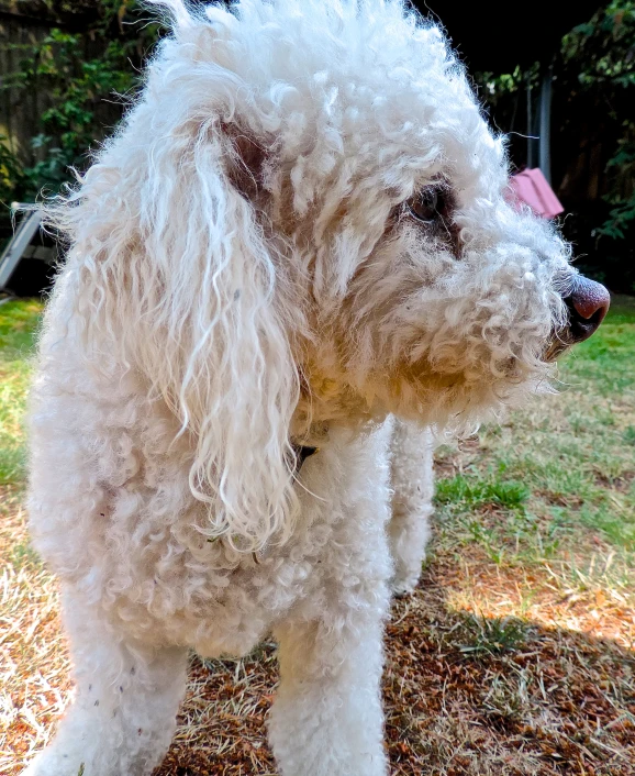 a white furry dog standing on top of grass