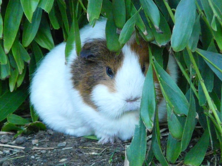 a brown, white and brown rabbit peeking out from the leaves