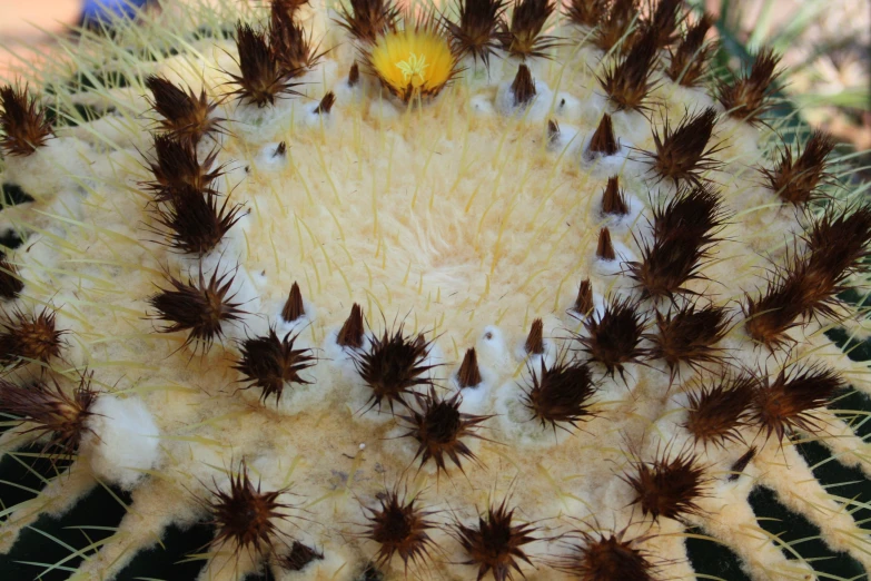 a close up of a cactus with lots of tiny brown seeds