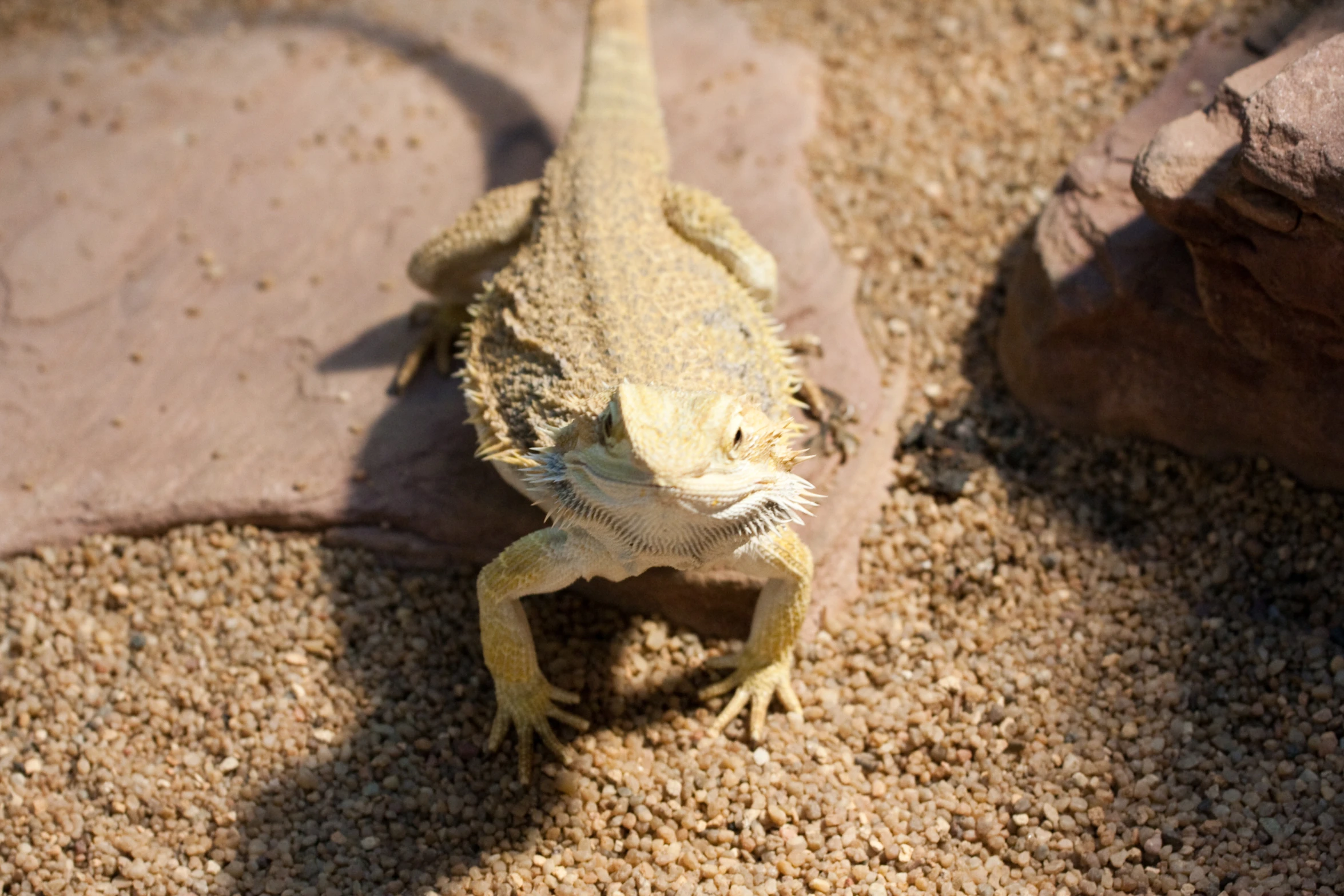 a lizard is on the ground in sand