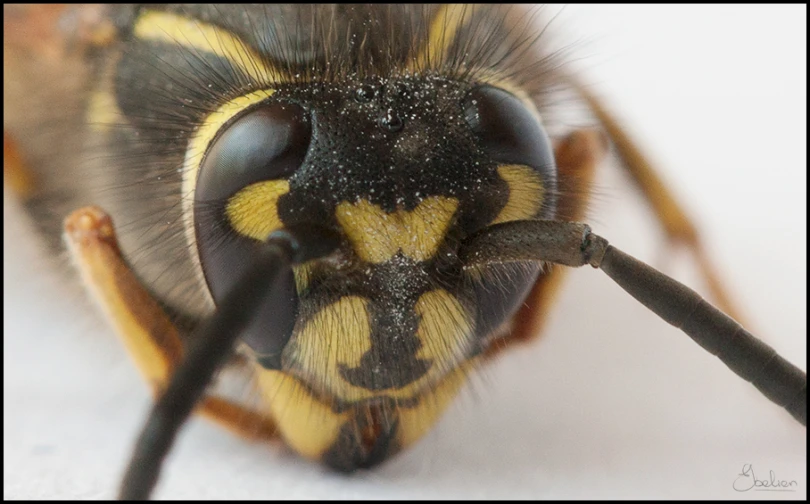 a bee is biting it's nose while on its back