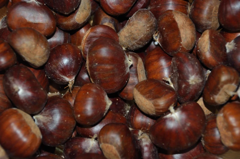 nuts on the tree and they are brown