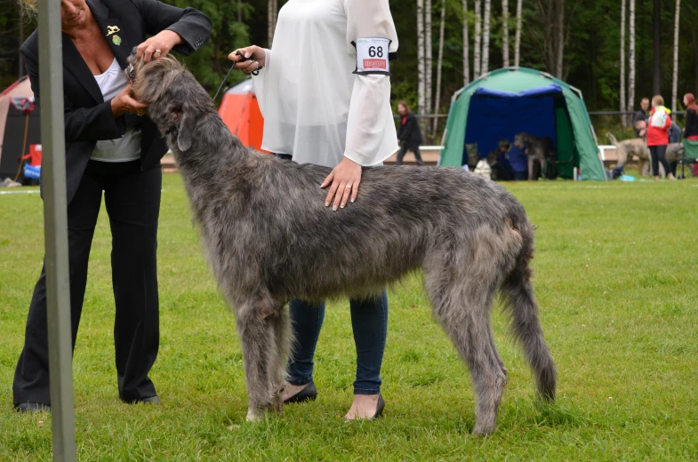 a woman holding the leash to her gray dog