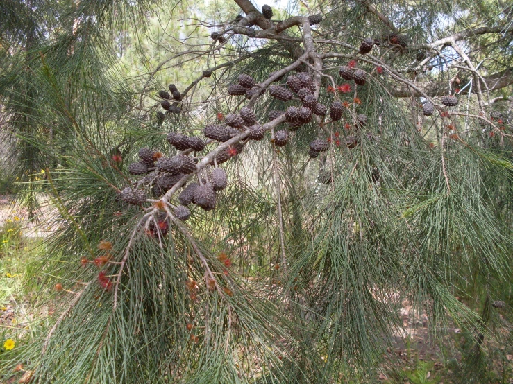 an image of pines on the tree ready for picking