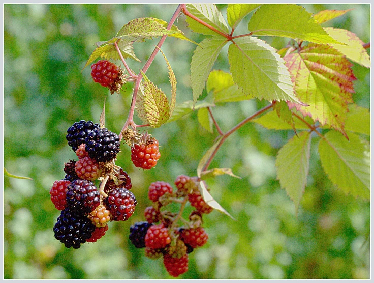 blackberrys hanging off a nch with leaves