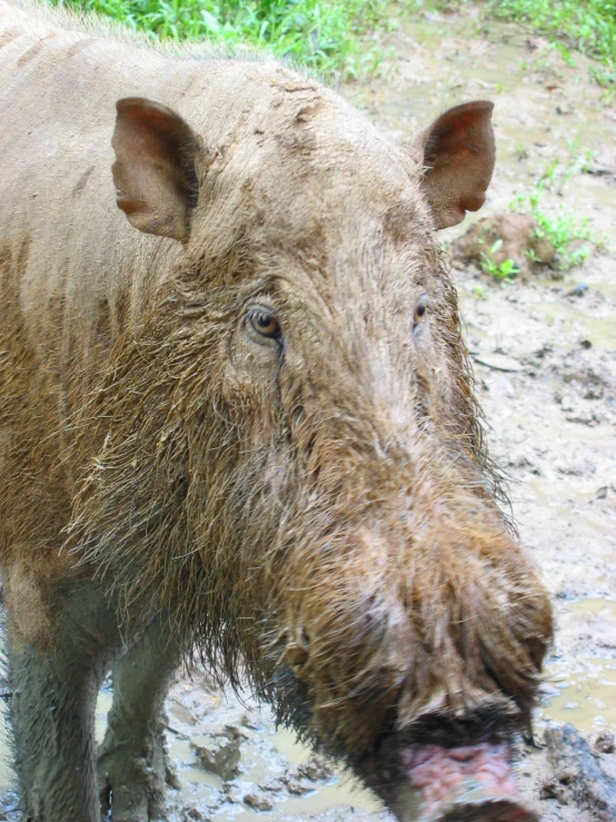 a wet, hairy looking hog standing in the mud