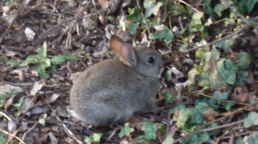 a rabbit sits amongst the dead leaves in the woods