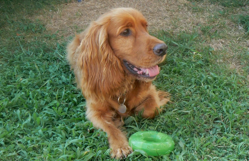 the dog is laying in the grass with its toy