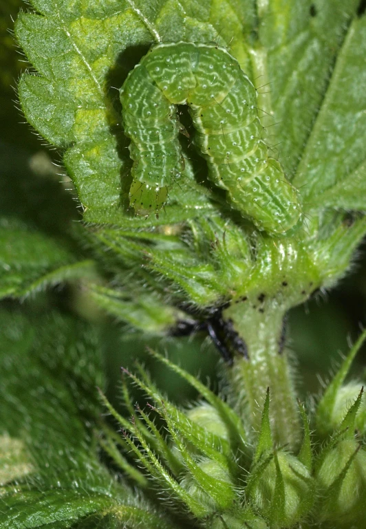 close up on a plant with lots of water drops