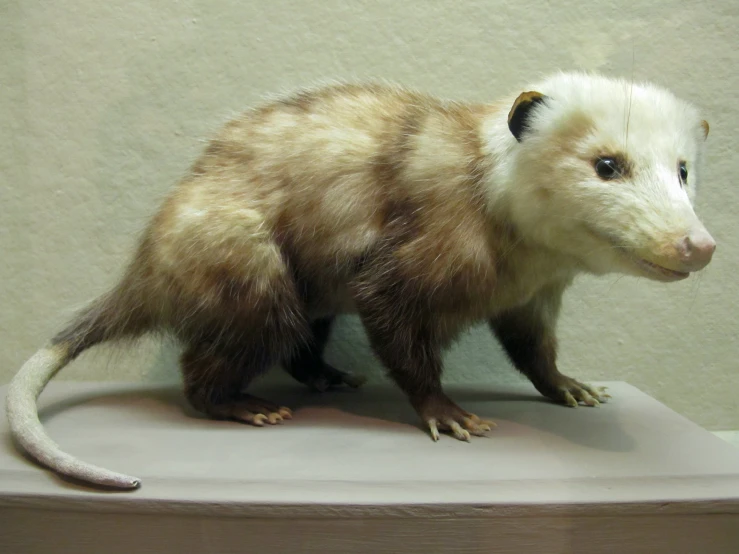 stuffed animal on display with light brown and dark coat