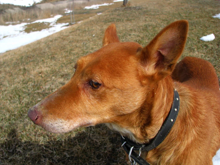 the dog is outside and looking into the camera