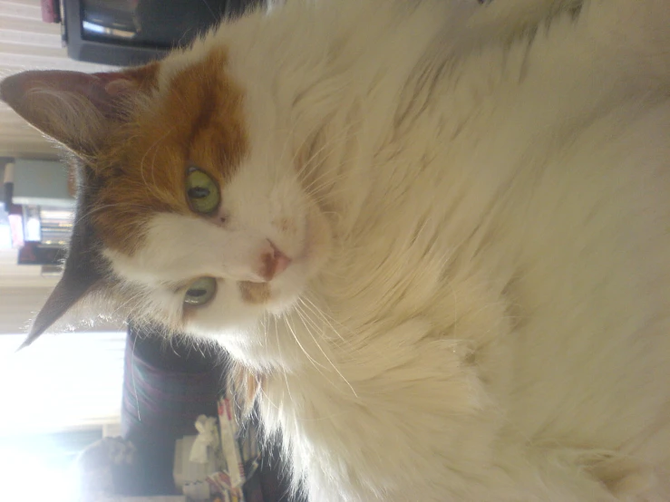 a close up s of a cat with long hair