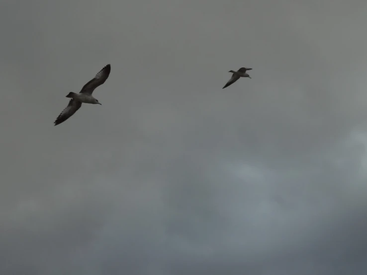 two birds in flight during an overcast sky