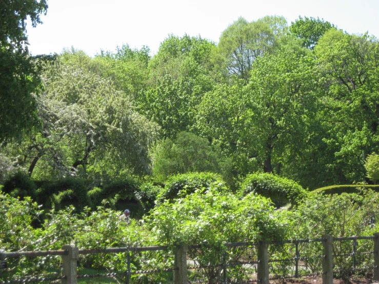 giraffes eat and walk through the woods in their enclosure