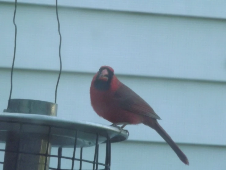 a red cardinal sitting on the top of a bird feeder