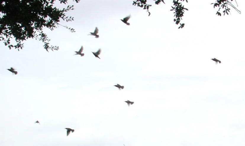 a bunch of birds are flying over a field