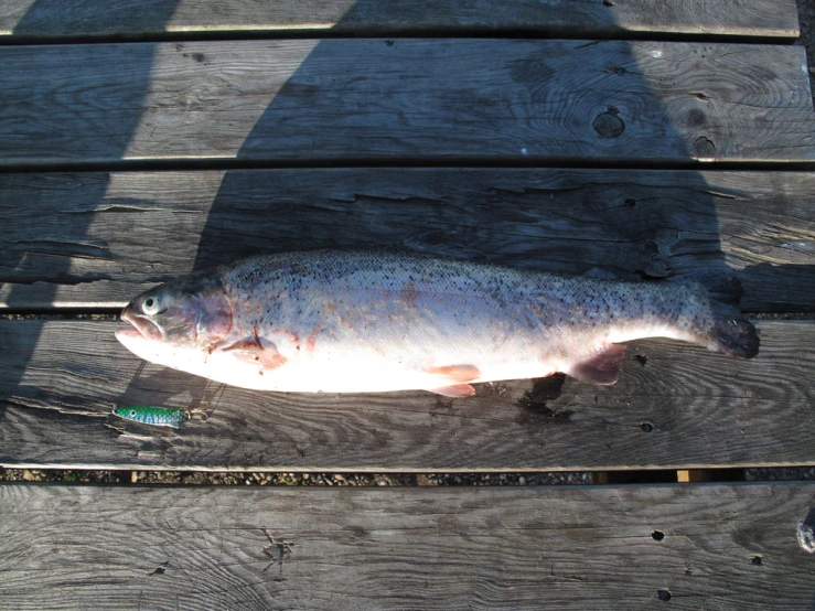 an enormous fish sits on the dock with a toothbrush