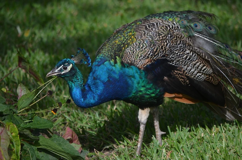 a peacock walking on the grass with its feathers open