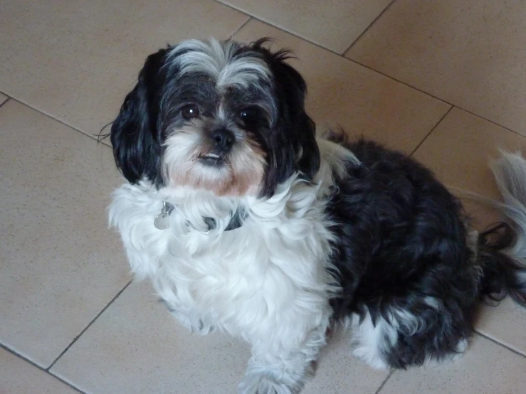 a black and white dog sitting on the ground next to tiled floor