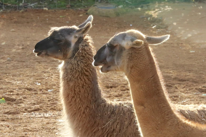 two animals are standing on dirt ground with trees in the background