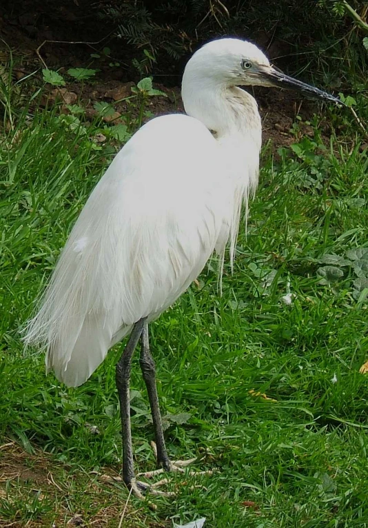 a large white bird standing on a grass covered field