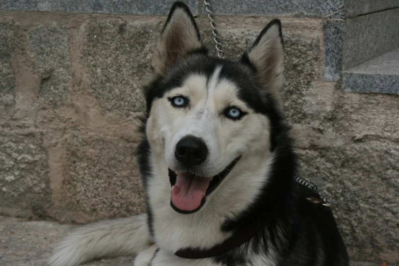 a close up of a dog with blue eyes and a chain