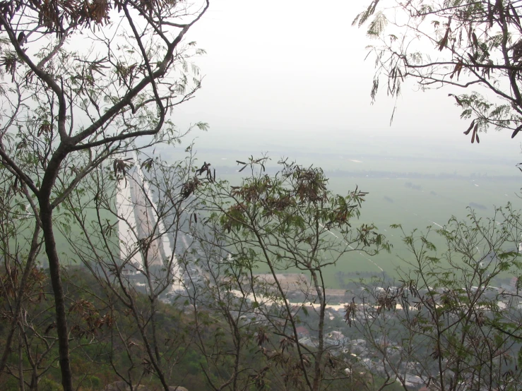 a foggy scene is seen through the trees