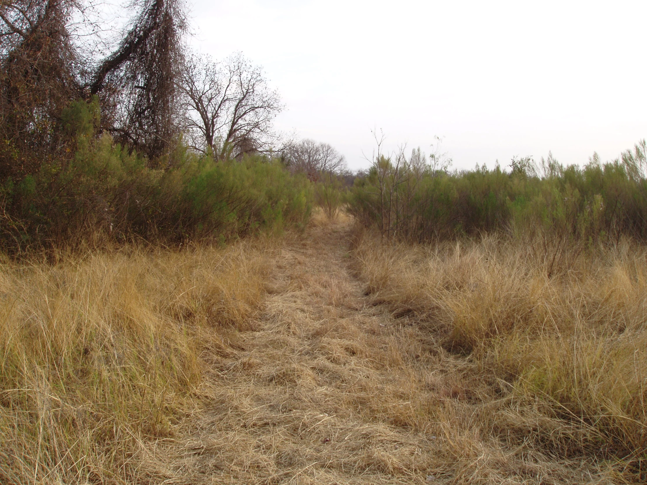 this is a dirt path in the forest