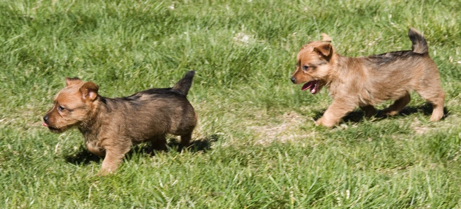 two dogs running through a field of grass