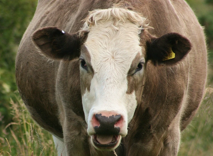 a cow with an ear tag and mouth ring