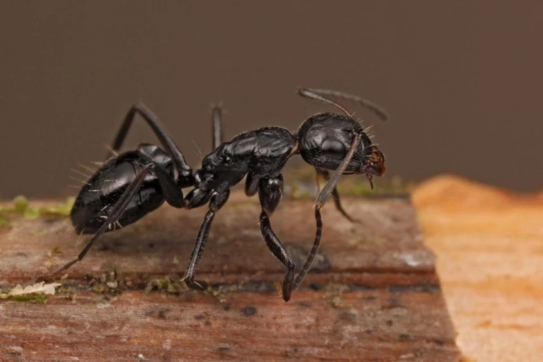 a black ant bug standing on top of wood