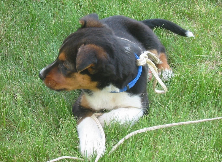 the small dog is resting in the green grass