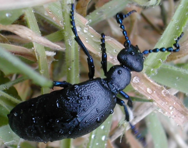 a couple of bugs are standing in the grass