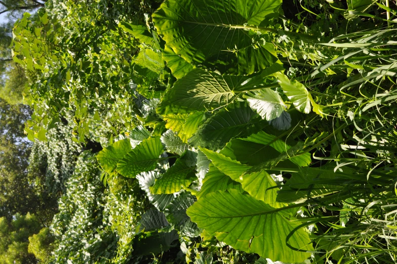 a lush green forest is covered by trees