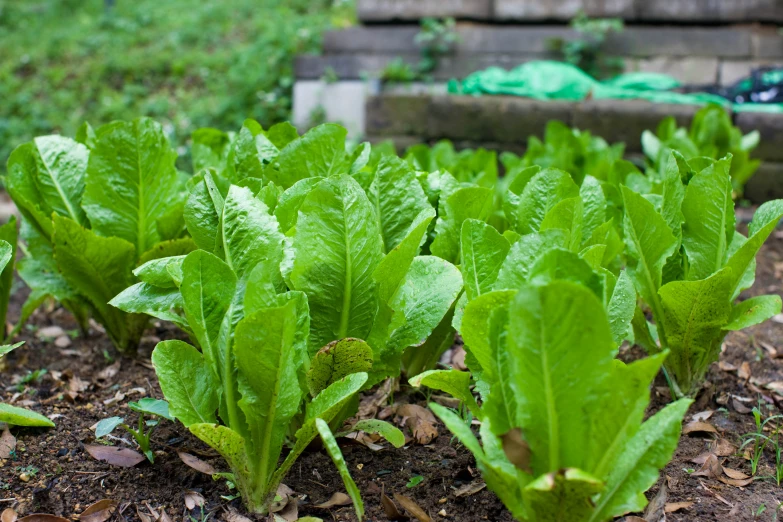 green lettuce growing outside in a garden