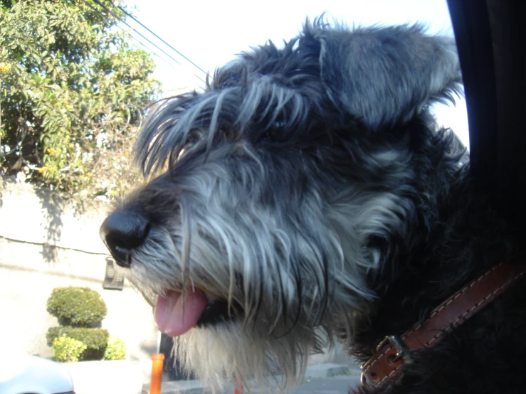 a gy black and white dog looking out the window