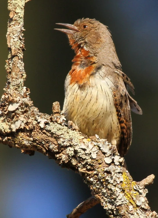 a little brown bird sitting on top of a tree