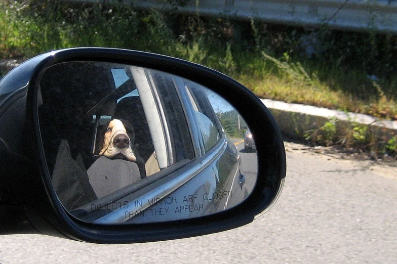 a dog with his head out of the window in the side mirror