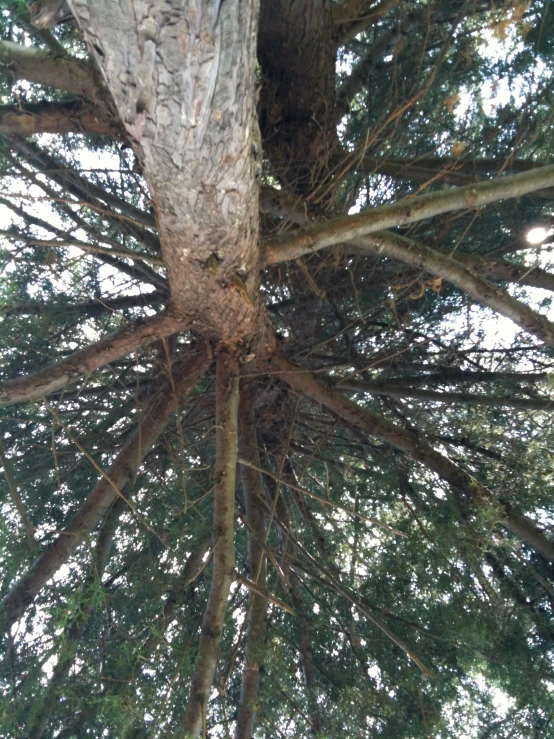 a tall pine tree is shown from high up