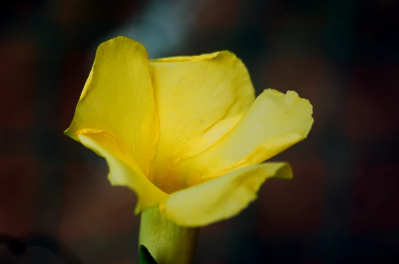 a yellow flower with red brick background