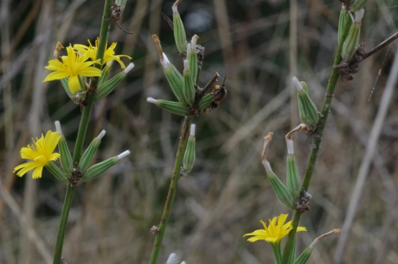 yellow flowers with long leaves on top of them