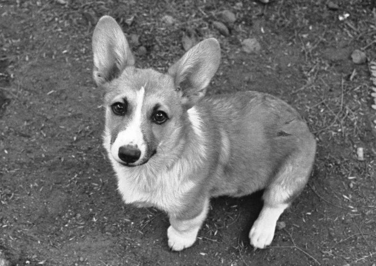 a small brown dog sitting in the dirt