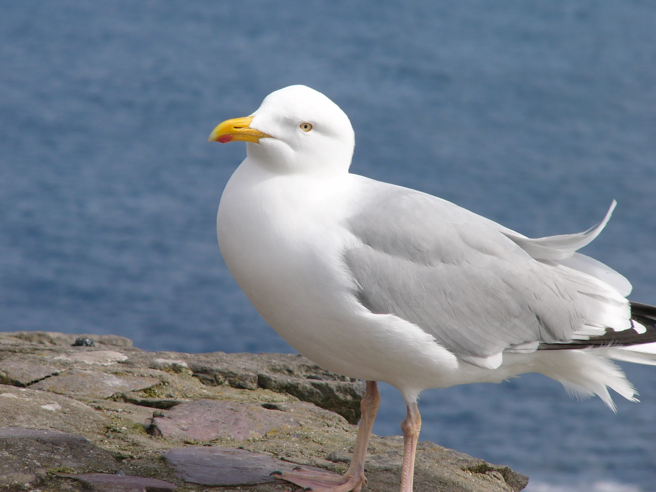 a seagull standing on a rock near the water